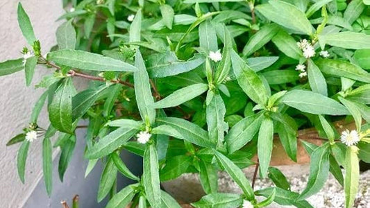 Bhringraj Oil: The Age-Old Secret to Naturally Stronger, Thicker Hair – And How to Use It Right