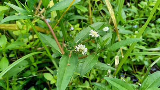 Bhringraj