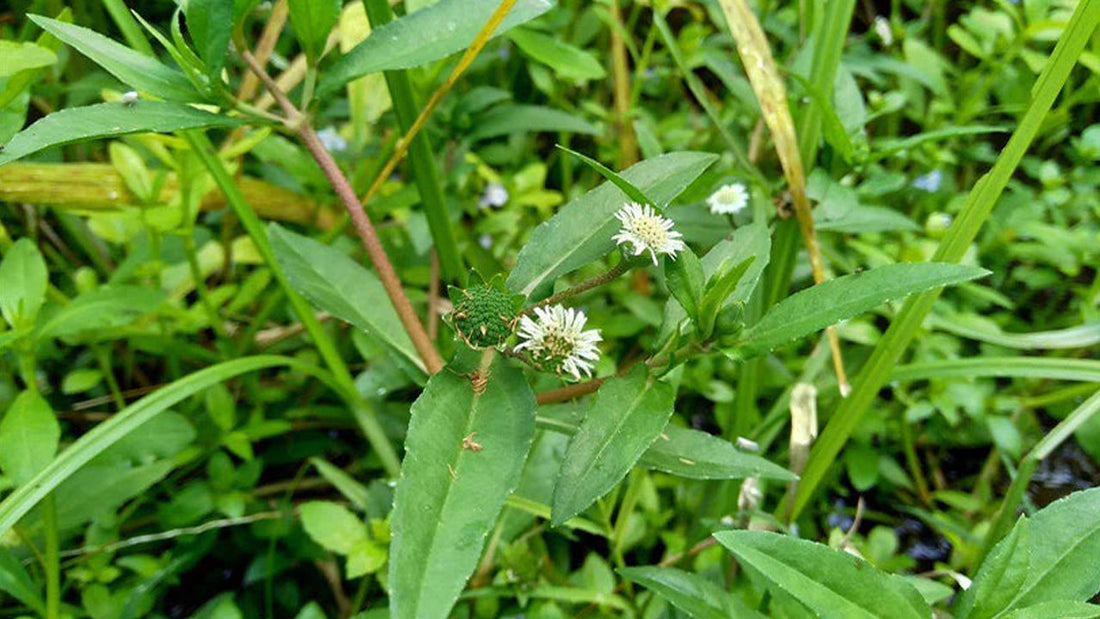 Bhringraj